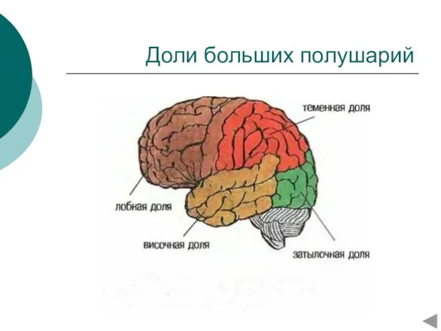 Доли больших полушарий