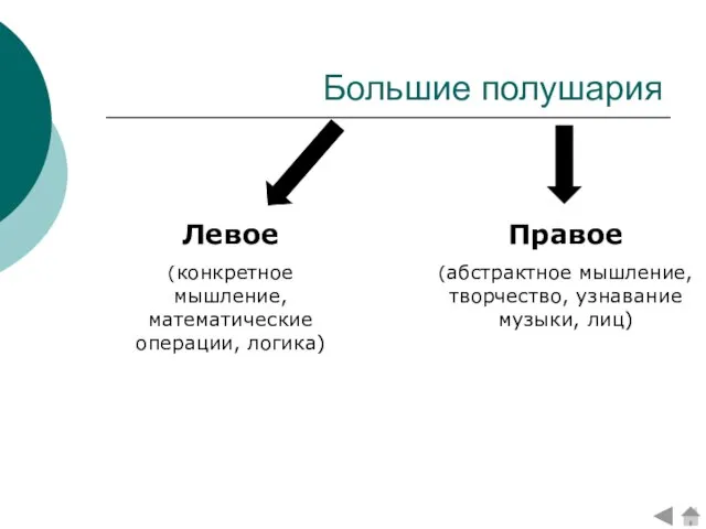 Большие полушария Левое (конкретное мышление, математические операции, логика) Правое (абстрактное мышление, творчество, узнавание музыки, лиц)