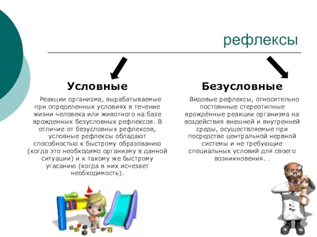 рефлексы Условные Реакции организма, вырабатываемые при определенных условиях в течение жизни