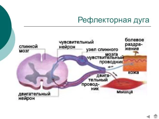 Рефлекторная дуга