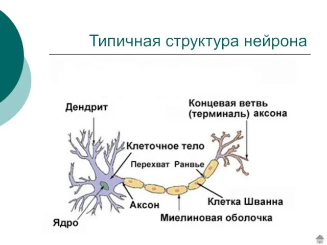 Типичная структура нейрона