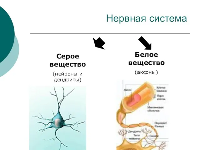 Серое вещество (нейроны и дендриты) Белое вещество (аксоны) Нервная система