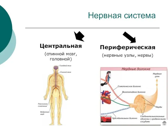 Центральная (спинной мозг, головной) Периферическая (нервные узлы, нервы) Нервная система