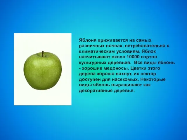 Яблоня приживается на самых различных почвах, нетребовательно к климатическим условиям. Яблок