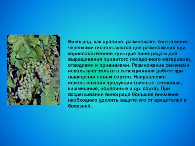 Виноград, как правило, размножают вегетативно: черенками (используются для размножения при корнесобственной