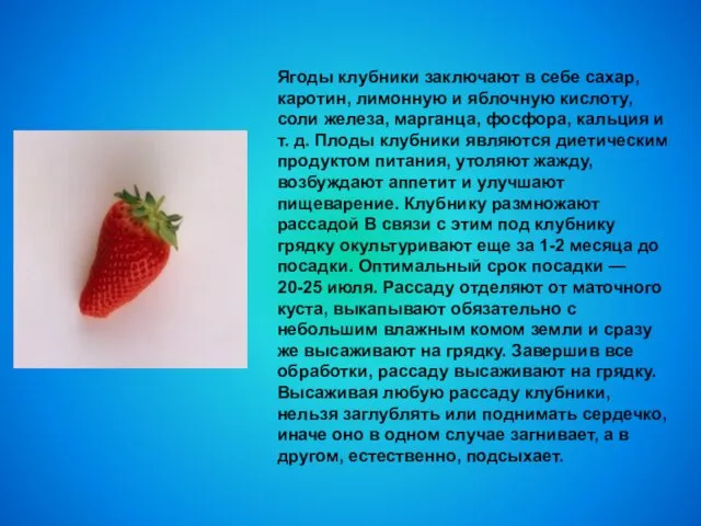 Ягоды клубники заключают в себе сахар, каротин, лимонную и яблочную кислоту,