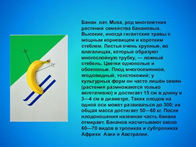 Банан лат. Musa, род многолетних растений семейства банановых. Высокие, иногда гигантские