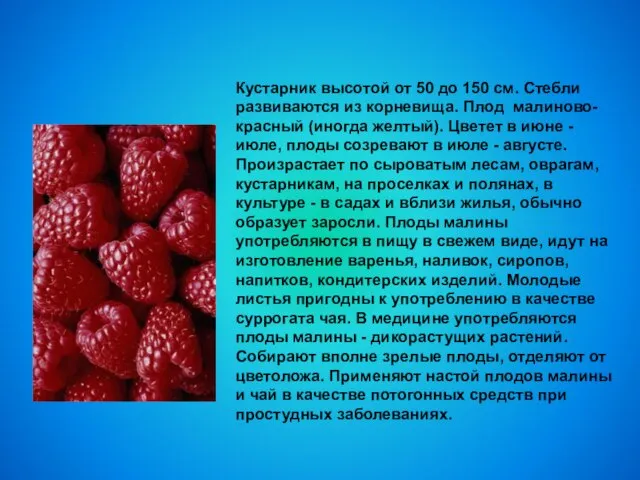 Кустарник высотой от 50 до 150 см. Стебли развиваются из корневища.