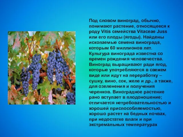 Под словом виноград, обычно, понимают растение, относящееся к роду Vitis семейства