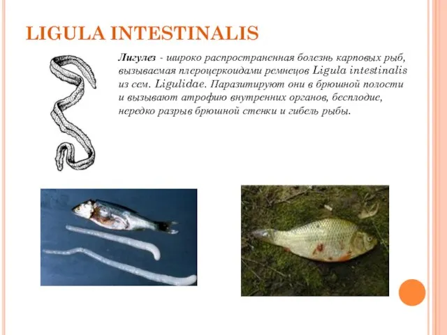 LIGULA INTESTINALIS Лигулез - широко распространенная болезнь карповых рыб, вызываемая плероцеркоидами