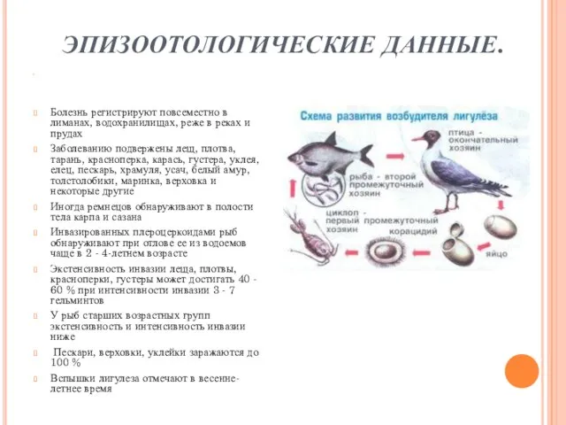 ЭПИЗООТОЛОГИЧЕСКИЕ ДАННЫЕ. Болезнь регистрируют повсеместно в лиманах, водохранилищах, реже в реках