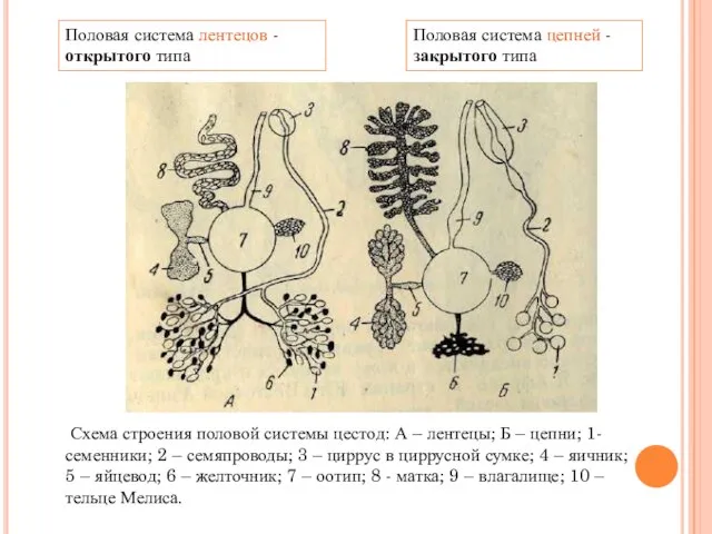 Половая система цепней - закрытого типа Половая система лентецов - открытого