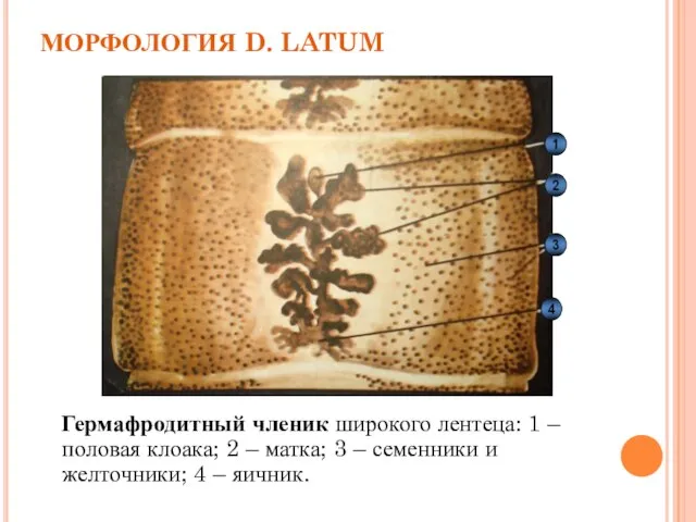 МОРФОЛОГИЯ D. LATUM Гермафродитный членик широкого лентеца: 1 – половая клоака;