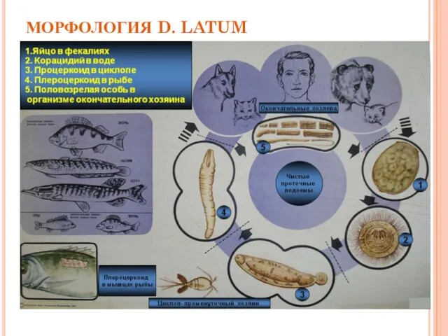 МОРФОЛОГИЯ D. LATUM