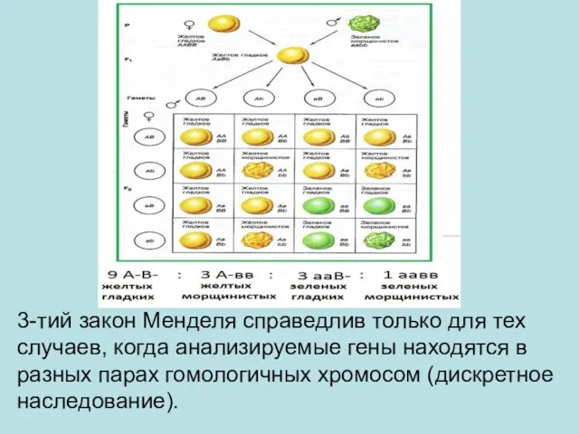 3-тий закон Менделя справедлив только для тех случаев, когда анализируемые гены