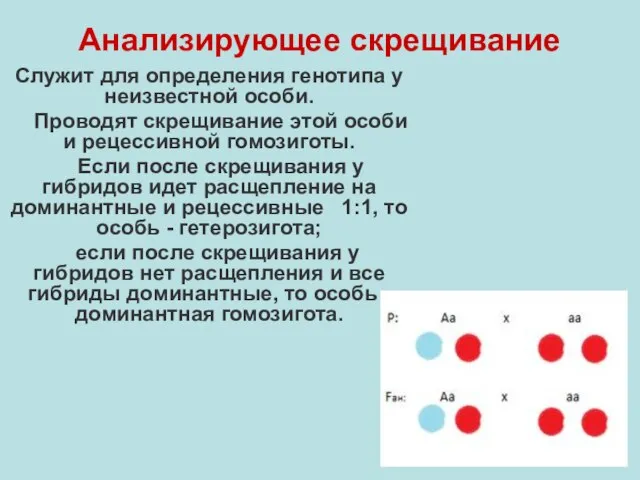 Анализирующее скрещивание Служит для определения генотипа у неизвестной особи. Проводят скрещивание