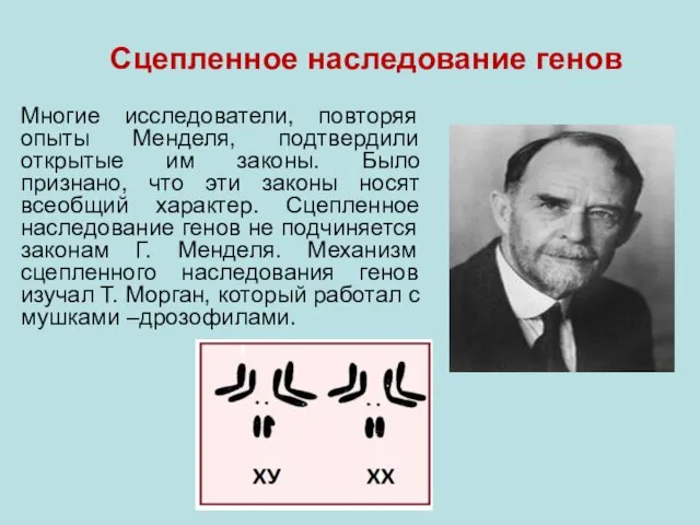 Сцепленное наследование генов Многие исследователи, повторяя опыты Менделя, подтвердили открытые им