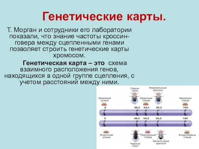 Генетические карты. Т. Морган и сотрудники его лаборатории показали, что знание