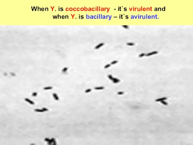 When Y. is coccobacillary - it`s virulent and when Y. is bacillary – it`s avirulent.