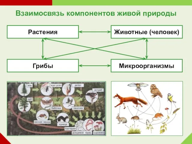 Взаимосвязь компонентов живой природы Растения Животные (человек) Микроорганизмы Грибы