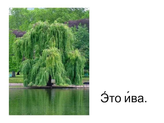 Э́то и́ва.