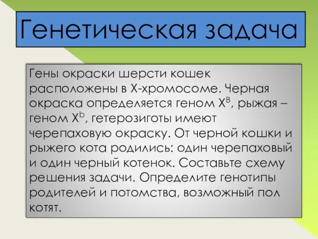 Гены окраски шерсти кошек расположены в Х-хромосоме. Черная окраска определяется геном