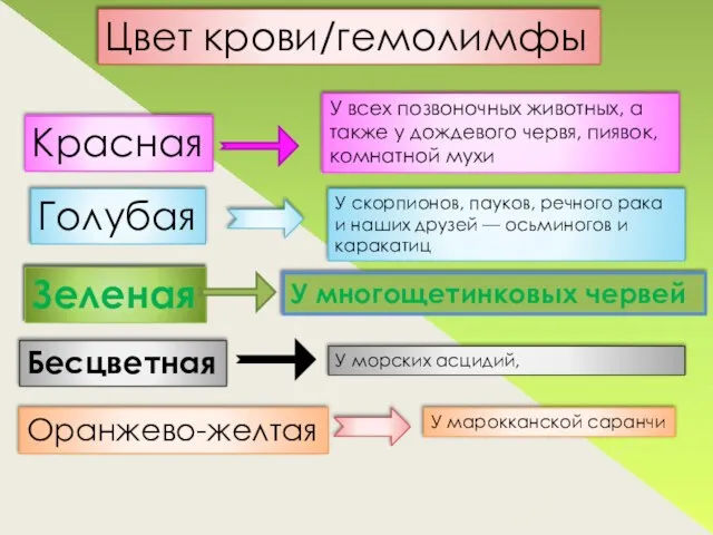 Цвет крови/гемолимфы Красная У всех позвоночных животных, а также у дождевого