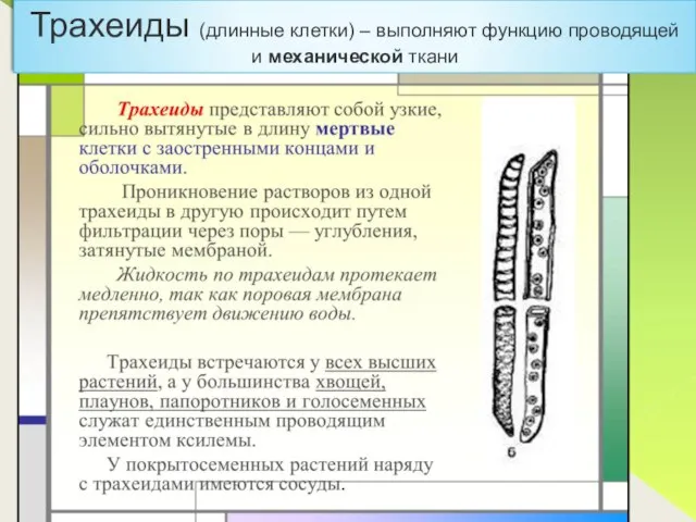 Трахеиды (длинные клетки) – выполняют функцию проводящей и механической ткани