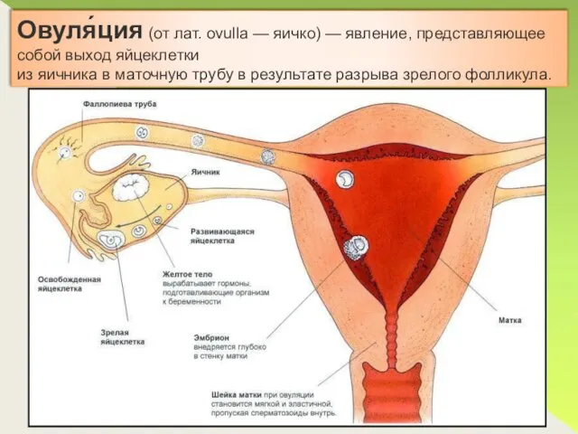 Овуля́ция (от лат. ovulla — яичко) — явление, представляющее собой выход