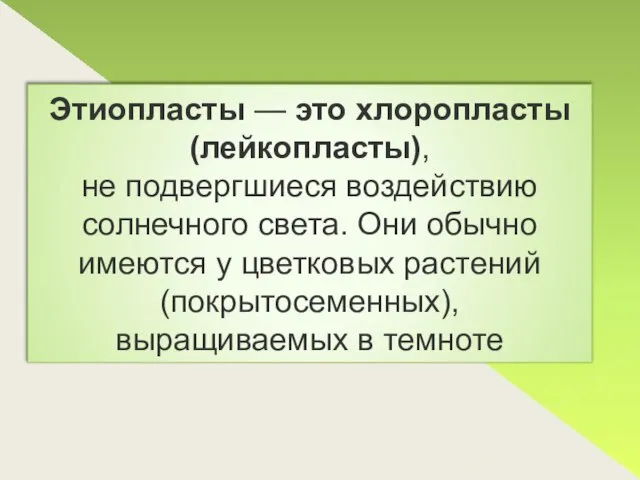 Этиопласты — это хлоропласты (лейкопласты), не подвергшиеся воздействию солнечного света. Они