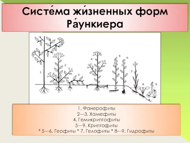 Систе́ма жи́зненных форм Ра́ункиера 1. Фанерофиты 2—3. Хамефиты 4. Гемикриптофиты 5—9.