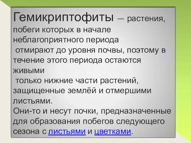 Гемикриптофиты — растения, побеги которых в начале неблагоприятного периода отмирают до