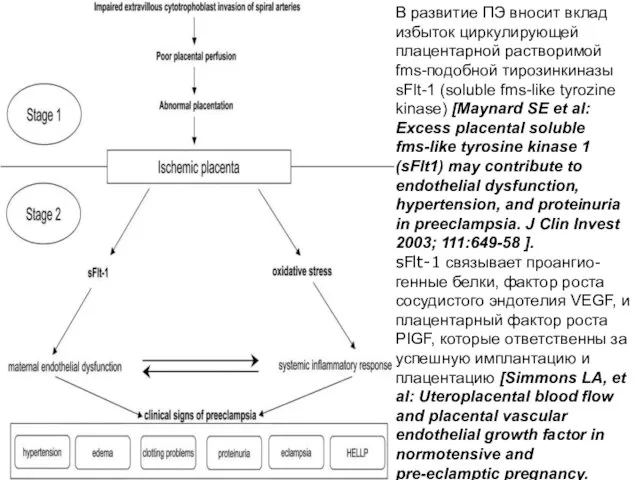 В развитие ПЭ вносит вклад избыток циркулирующей плацентарной растворимой fms-подобной тирозинкиназы