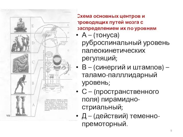 Схема основных центров и проводящих путей мозга с распределением их по