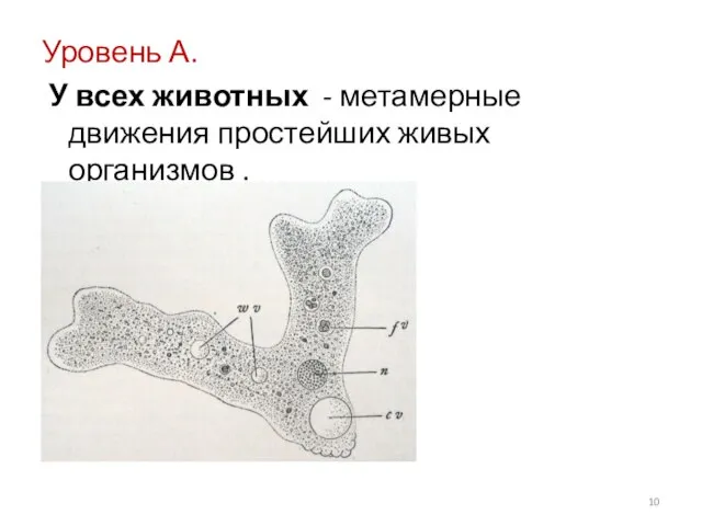 Уровень А. У всех животных - метамерные движения простейших живых организмов .