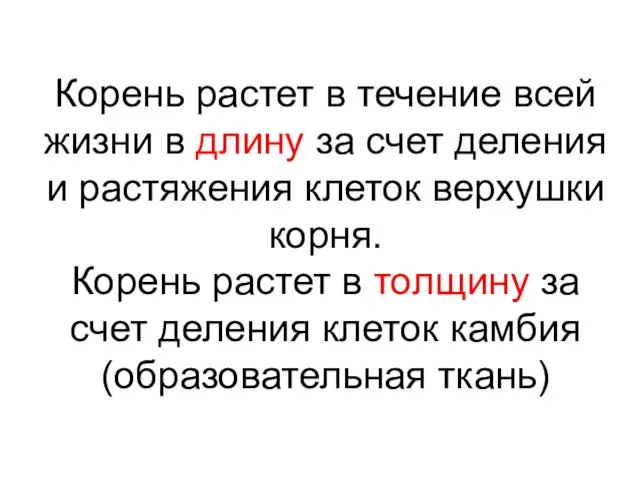 Корень растет в течение всей жизни в длину за счет деления