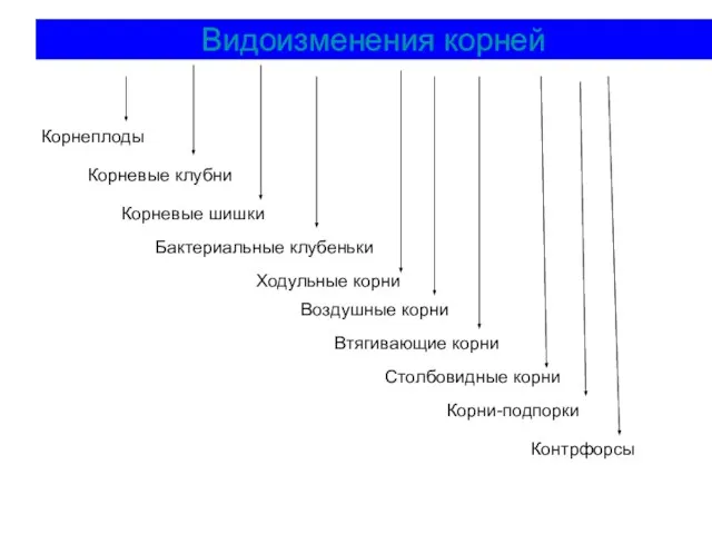 Видоизменения корней Корнеплоды Корневые клубни Корневые шишки Бактериальные клубеньки Ходульные корни