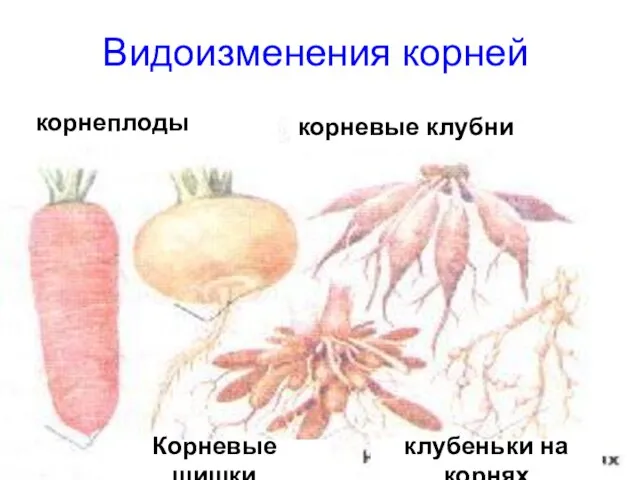 Видоизменения корней корнеплоды корневые клубни Корневые шишки клубеньки на корнях