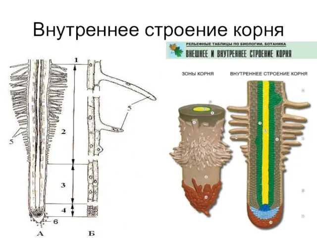 Внутреннее строение корня