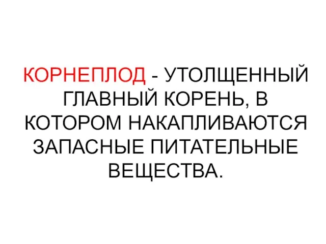 КОРНЕПЛОД - УТОЛЩЕННЫЙ ГЛАВНЫЙ КОРЕНЬ, В КОТОРОМ НАКАПЛИВАЮТСЯ ЗАПАСНЫЕ ПИТАТЕЛЬНЫЕ ВЕЩЕСТВА.