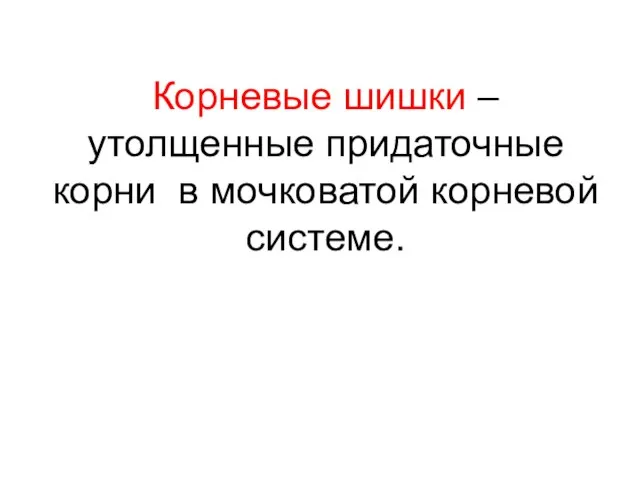 Корневые шишки – утолщенные придаточные корни в мочковатой корневой системе.