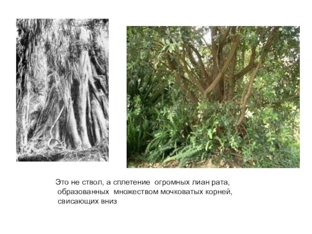 Это не ствол, а сплетение огромных лиан рата, образованных множеством мочковатых корней, свисающих вниз