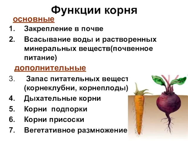 Функции корня Закрепление в почве Всасывание воды и растворенных минеральных веществ(почвенное