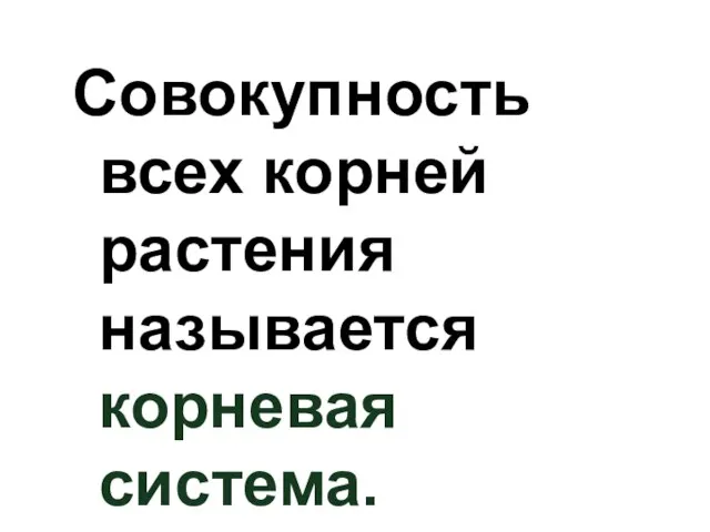 Совокупность всех корней растения называется корневая система.