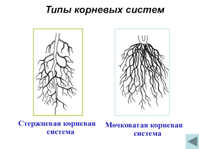 Типы корневых систем Стержневая корневая система Мочковатая корневая система Типы корневых систем