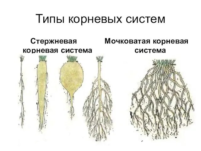 Типы корневых систем Стержневая корневая система Мочковатая корневая система