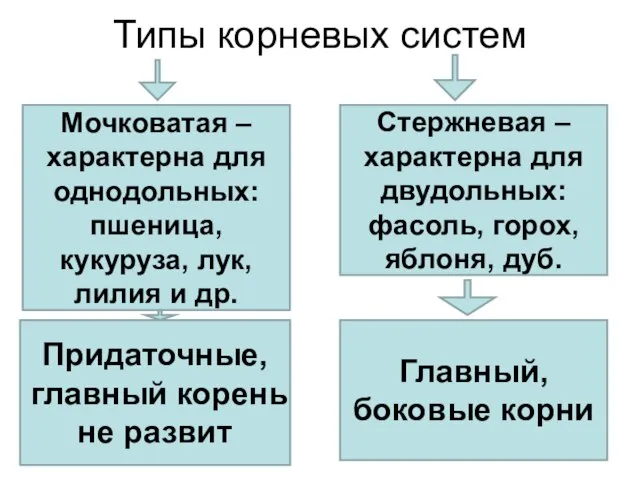 Типы корневых систем Мочковатая – характерна для однодольных: пшеница, кукуруза, лук,