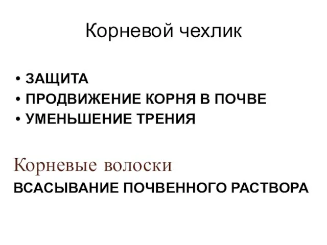 Корневой чехлик ЗАЩИТА ПРОДВИЖЕНИЕ КОРНЯ В ПОЧВЕ УМЕНЬШЕНИЕ ТРЕНИЯ Корневые волоски ВСАСЫВАНИЕ ПОЧВЕННОГО РАСТВОРА