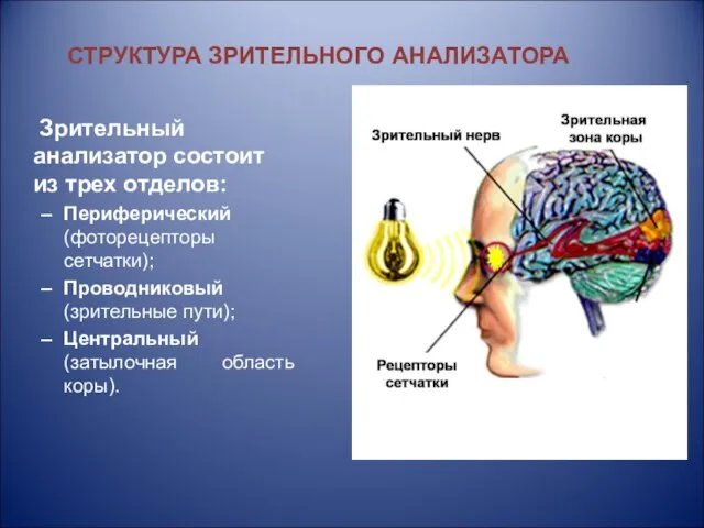 Зрительный анализатор состоит из трех отделов: Периферический (фоторецепторы сетчатки); Проводниковый (зрительные