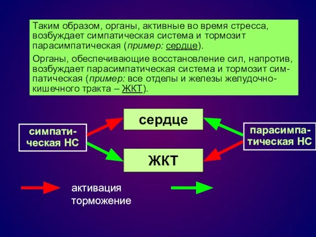 Таким образом, органы, активные во время стресса, возбуждает симпатическая система и